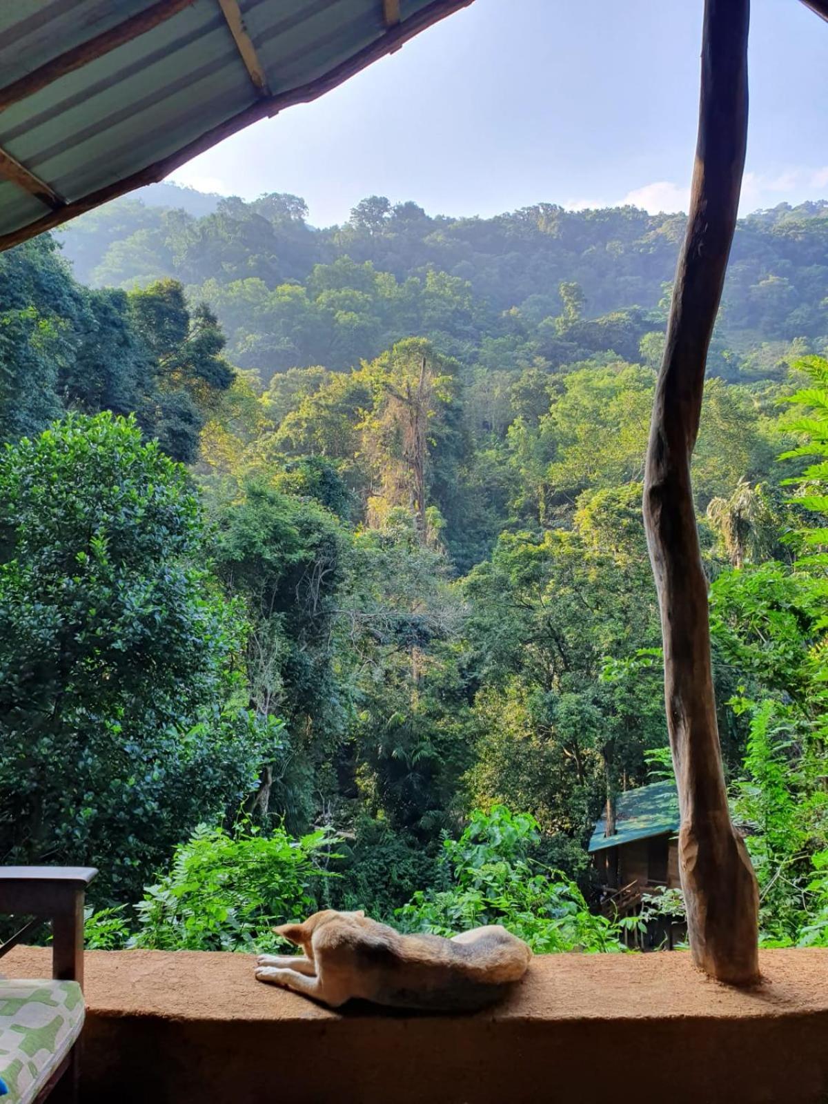 Chalet In The Jungle Pallegama Extérieur photo